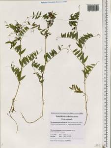 Vicia sepium L., Eastern Europe, Northern region (E1) (Russia)