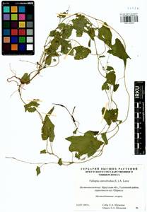 Fallopia convolvulus (L.) Á. Löve, Siberia, Baikal & Transbaikal region (S4) (Russia)