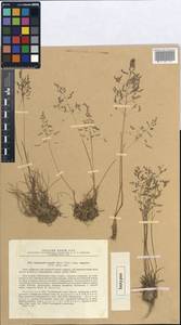 Catabrosella humilis (M.Bieb.) Tzvelev, Middle Asia, Muyunkumy, Balkhash & Betpak-Dala (M9) (Kazakhstan)