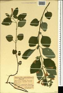 Clinopodium grandiflorum (L.) Kuntze, Crimea (KRYM) (Russia)