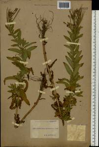 Epilobium hirsutum L., Eastern Europe, South Ukrainian region (E12) (Ukraine)