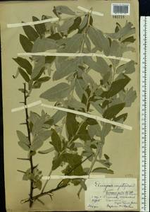 Elaeagnus angustifolia, Eastern Europe, Central forest-and-steppe region (E6) (Russia)