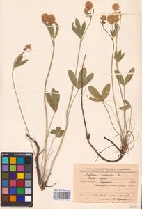 Trifolium montanum L., Eastern Europe, Central forest-and-steppe region (E6) (Russia)
