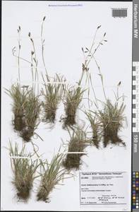 Carex ledebouriana C.A.Mey. ex Trevir., Siberia, Central Siberia (S3) (Russia)