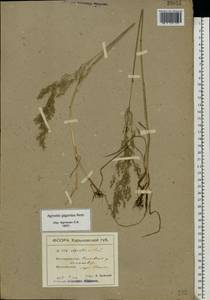 Agrostis gigantea Roth, Eastern Europe, North Ukrainian region (E11) (Ukraine)