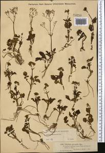 Valeriana martjanovii Krylov, Middle Asia, Dzungarian Alatau & Tarbagatai (M5) (Kazakhstan)