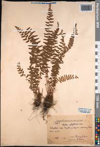 Woodsia polystichoides D. C. Eaton, Siberia, Russian Far East (S6) (Russia)