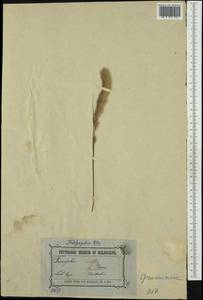 Triraphis mollis R.Br., Australia & Oceania (AUSTR) (Australia)