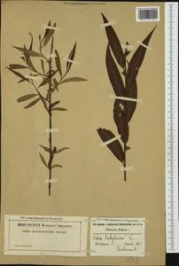 Salix babylonica L., Western Europe (EUR) (Belgium)