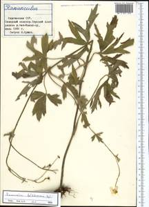 Ranunculus sericeus Banks & Sol., Middle Asia, Northern & Central Tian Shan (M4) (Kyrgyzstan)