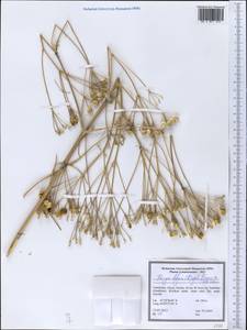 Prangos didyma (Regel) Pimenov & V. N. Tikhom., Middle Asia, Syr-Darian deserts & Kyzylkum (M7) (Uzbekistan)