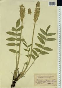 Oxytropis hirta subsp. komarovii (Vassilcz.) N.Ulziykh., Siberia, Baikal & Transbaikal region (S4) (Russia)