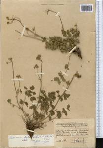 Semenovia dasycarpa (Regel & Schmalh.) Korovin ex Pimenov & V. N. Tikhom., Middle Asia, Western Tian Shan & Karatau (M3) (Uzbekistan)