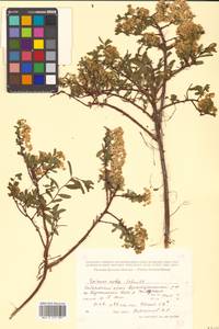 Spiraea media Schmidt, Siberia, Russian Far East (S6) (Russia)