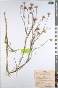 Centaurea cyanus L., Eastern Europe, Central region (E4) (Russia)