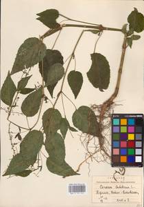 Circaea lutetiana L., Eastern Europe, West Ukrainian region (E13) (Ukraine)