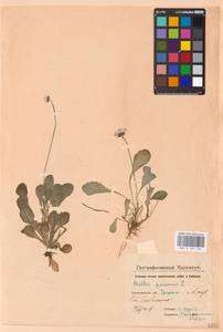 Bellis perennis L., Eastern Europe, North-Western region (E2) (Russia)