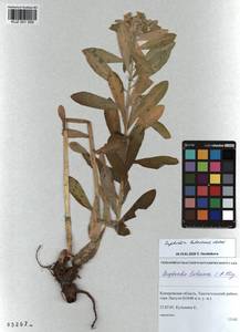 KUZ 001 559, Euphorbia pilosa L., Siberia, Altai & Sayany Mountains (S2) (Russia)