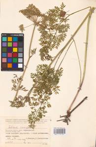 Selinum carvifolia (L.) L., Eastern Europe, Central region (E4) (Russia)