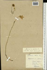 Tripleurospermum maritimum (L.) Koch, Eastern Europe, Northern region (E1) (Russia)