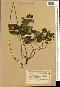Physospermum cornubiense (L.) DC., Caucasus, Black Sea Shore (from Novorossiysk to Adler) (K3) (Russia)