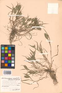 Eremopyrum orientale (L.) Jaub. & Spach, Eastern Europe, Moscow region (E4a) (Russia)