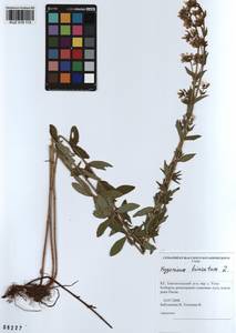KUZ 018 113, Hypericum hirsutum L., Siberia, Altai & Sayany Mountains (S2) (Russia)
