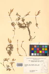 Christolea parryoides (Cham.) N. Busch, Siberia, Chukotka & Kamchatka (S7) (Russia)