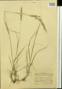 Calamagrostis lapponica (Wahlenb.) Hartm., Siberia, Yakutia (S5) (Russia)