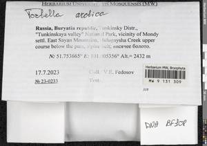 Tortella arctica (Arnell) Crundw. & Nyholm, Bryophytes, Bryophytes - Baikal & Transbaikal regions (B18) (Russia)