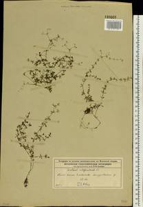 Galium uliginosum L., Eastern Europe, Moscow region (E4a) (Russia)