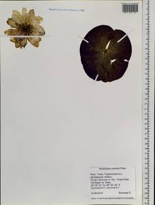 Nymphaea candida C. Presl, Siberia, Altai & Sayany Mountains (S2) (Russia)