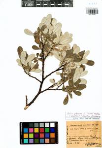 Salix glauca L., Siberia, Baikal & Transbaikal region (S4) (Russia)