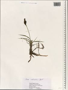 Carex orbicularis Boott, South Asia, South Asia (Asia outside ex-Soviet states and Mongolia) (ASIA) (Nepal)