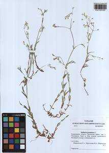 Stellaria graminea L., Siberia, Altai & Sayany Mountains (S2) (Russia)