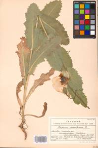 Papaver somniferum L., Eastern Europe, Moscow region (E4a) (Russia)