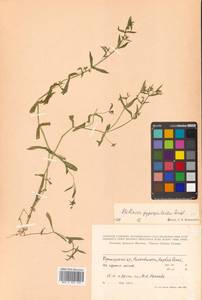 Mesostemma gypsophiloides (Fenzl) M. T. Sharples & E. A. Tripp, Siberia, Russian Far East (S6) (Russia)