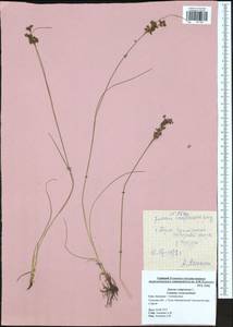 Juncus compressus Jacq., Eastern Europe, Central region (E4) (Russia)