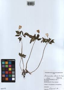 Anemone altaica Fisch. ex C.A.Mey., Siberia, Altai & Sayany Mountains (S2) (Russia)