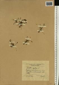 Limosella aquatica L., Eastern Europe, Central region (E4) (Russia)