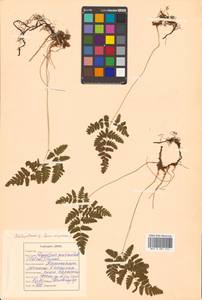 Gymnocarpium robertianum (Hoffm.) Newman, Siberia, Russian Far East (S6) (Russia)