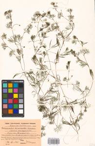 Ranunculus trichophyllus Chaix, Eastern Europe, Moscow region (E4a) (Russia)