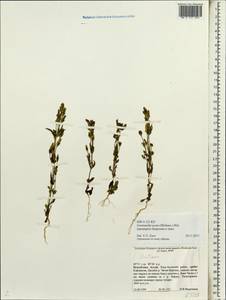 Gentianella amarella subsp. acuta (Michx.) Gillett, Siberia, Altai & Sayany Mountains (S2) (Russia)