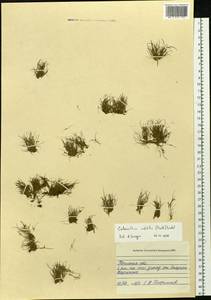 Coleanthus subtilis (Tratt.) Seidel ex Roem. & Schult., Siberia, Western Siberia (S1) (Russia)