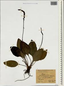 Plantago major L., Crimea (KRYM) (Russia)