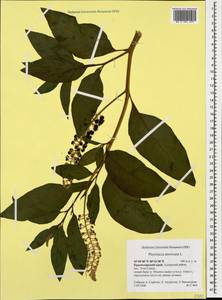 Phytolacca americana L., Caucasus, Krasnodar Krai & Adygea (K1a) (Russia)