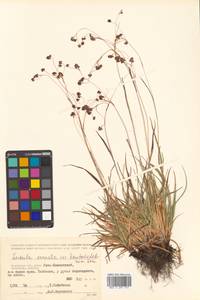 Luzula arcuata subsp. unalaschkensis (Buchenau) Hultén, Siberia, Chukotka & Kamchatka (S7) (Russia)