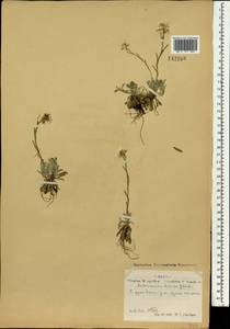 Antennaria dioica (L.) Gaertn., Mongolia (MONG) (Mongolia)