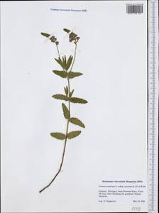Veronica teucrium L., Western Europe (EUR) (Germany)