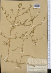 Petrosimonia triandra (Pall.) Simonk., Middle Asia, Muyunkumy, Balkhash & Betpak-Dala (M9) (Kazakhstan)